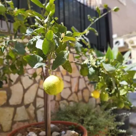 Eligio Santa Flavia